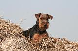 WELSH TERRIER 093
